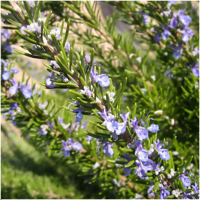 Rosmarinus Officinalis - ↕20cm - Ø7cm - 4x6 pack - 24x