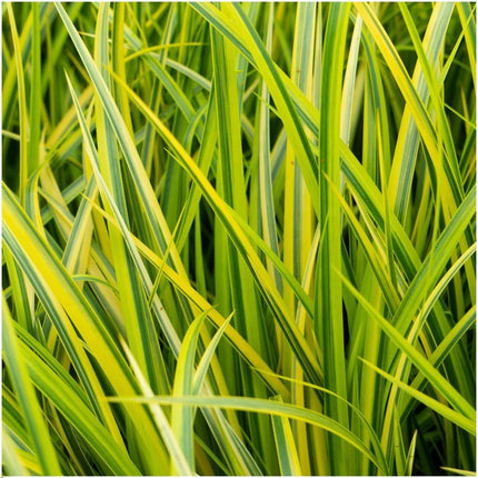 Acorus Gramineus 'Ogon' - Zwergkalmus - ↕30cm - Ø14cm - 3x