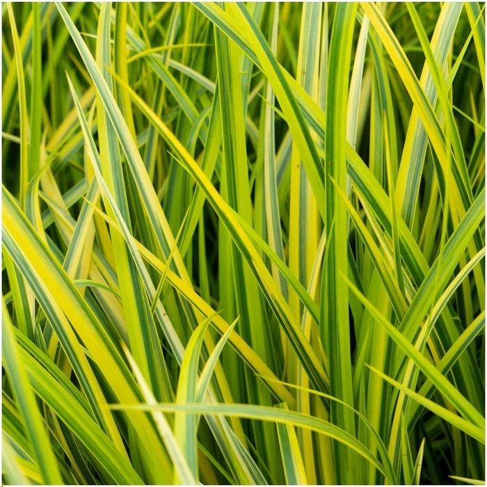 Acorus Gramineus 'Ogon' - ↕30cm - Ø14cm - 3x