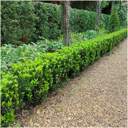 Euonymus 'Green Spire' - Buxus Vervanger - ↕15cm - Ø7cm - 48x