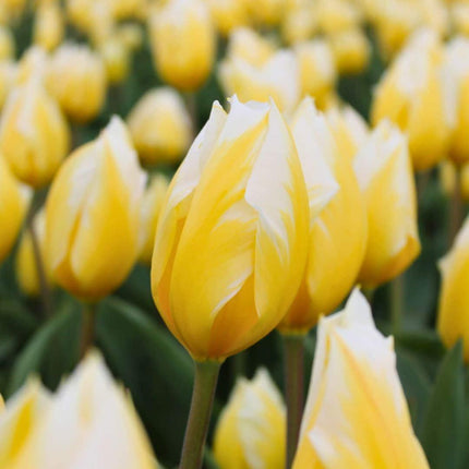 Flowerbulbs Amsterdam - Sweetheart - 15 flower bulbs - Size 12+