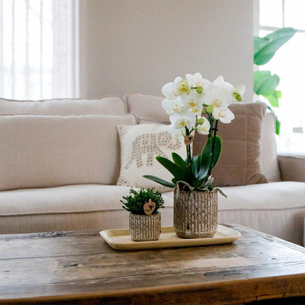 Plantenset Untamed Nature small - Groene planten met Phalaenopsis orchidee in Jaguar sierpotten en bamboe dienblad