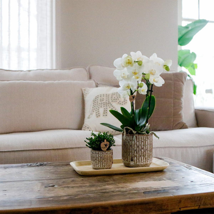 Plantenset Untamed Nature small - Groene planten met Phalaenopsis orchidee in Jaguar sierpotten en bamboe dienblad