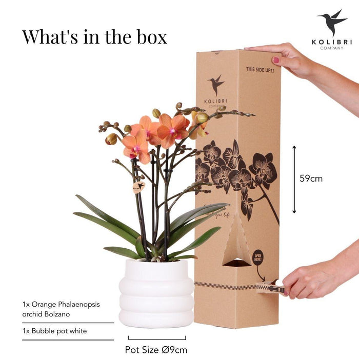 Oranje Phalaenopsis orchidee - Mineral Bolzano + Bubble pot white - Ø9cm - Bloeiende kamerplant