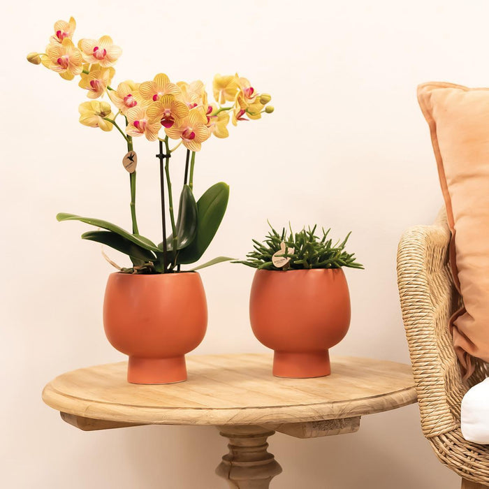 Oranje Phalaenopsis orchidee - Ø9cm - Bloeiende kamerplant