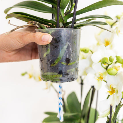 Conjunto de plantas blancas en cesta de junco con depósito de agua incluido | Tres orquídeas Amabilis blancas de 9 cm y tres plantas Rhipsalis verdes | Ramo de la selva blanco con depósito de agua incorporado