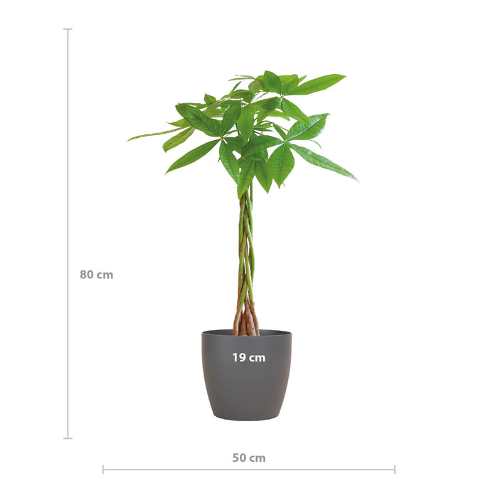 Pachira Aquatica - Geldboom - met Viber grijs - ↕80cm - Ø21cm