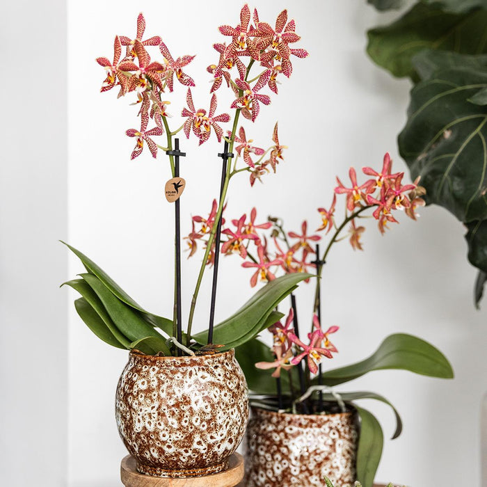 Kolibri Home | Safari pot - Ø12cm
