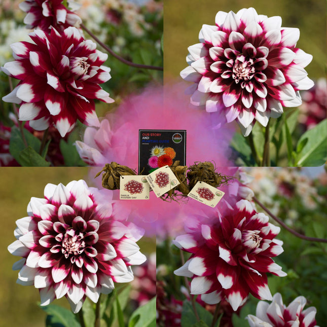 Dahlienzwiebeln | Dahlien-Rätseltag, Großblütig