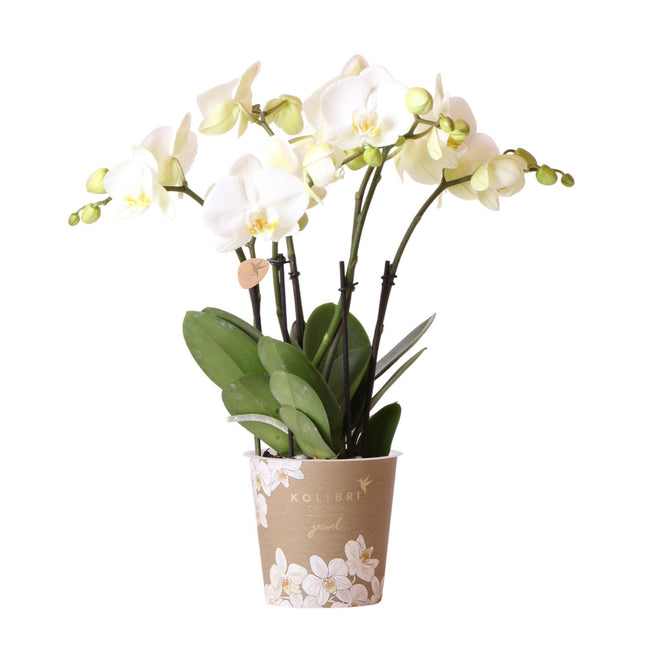 Orchidea Phalaenopsis bianca - Jewel Ghent - Ø12cm - Pianta da interno fiorita