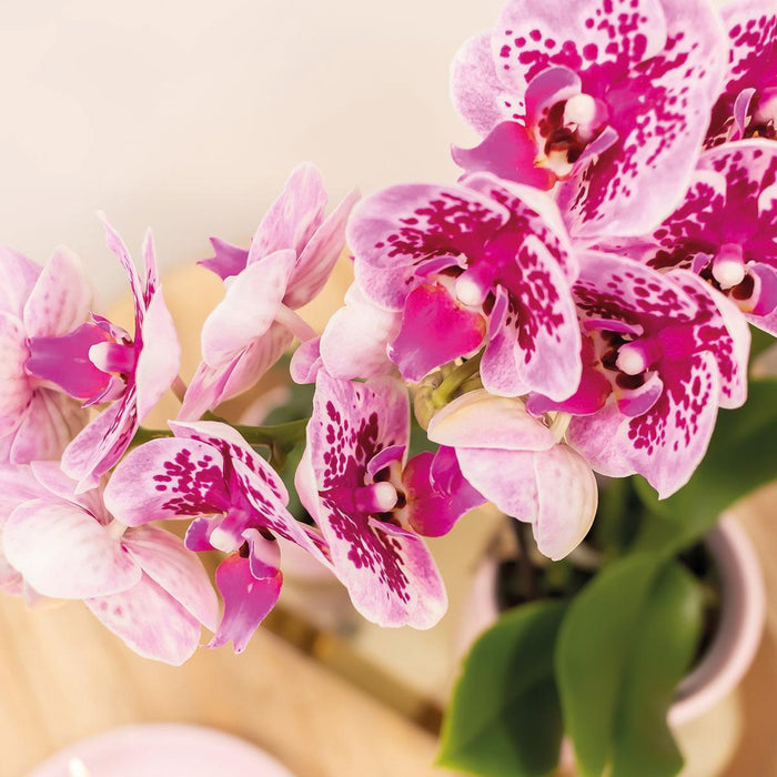 Roze paarse phalaenopsis orchideeën - El Salvador - 4x - Ø9cm - Bloeiende kamerplant