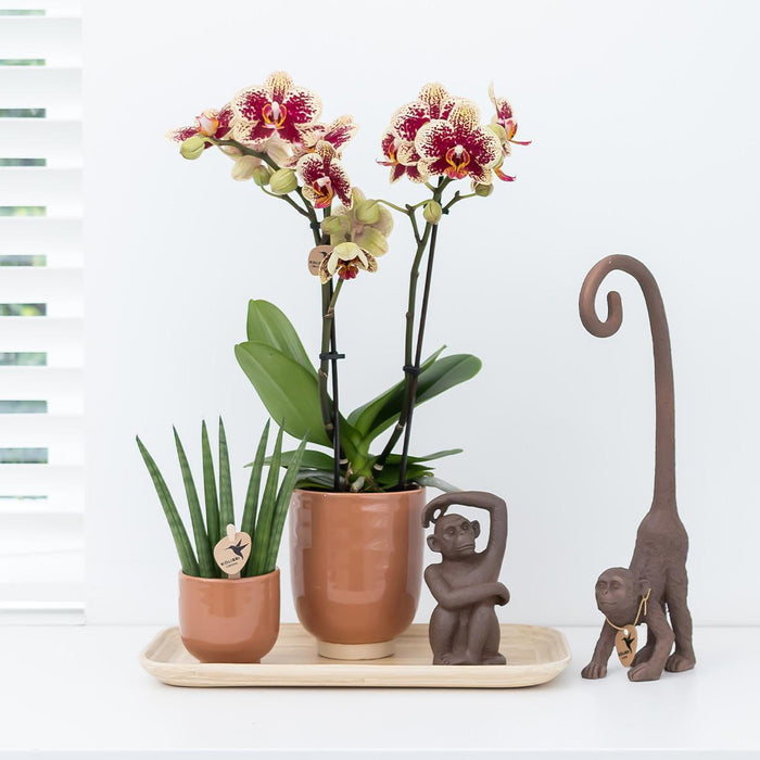 Oranje geurende phalaenopsis orchidee in cognac kleurige Glazed sierpot - Ø12cm
