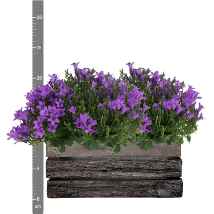 Campanula Addenda Ambella Intense purple - Vaso in legno con 2 piante da giardino - Ø12cm