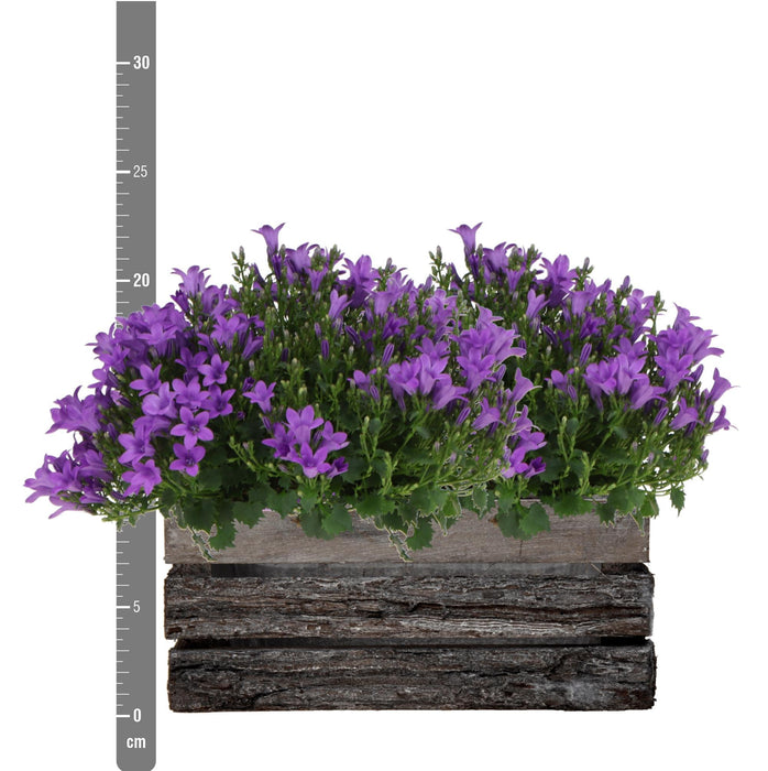 Campanula Addenda Ambella Intense purple - Houten schaal met 2 tuinplanten - Ø12cm - winterhard