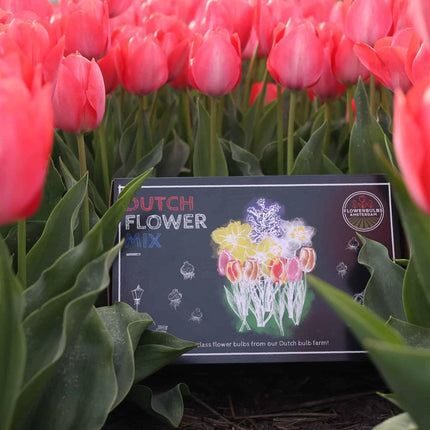 Bulbos de flores Amsterdam - Mezcla de flores holandesa - Caja de lujo grande, 75 bulbos para 2 m² de esplendor floral - Tamaño 12+
