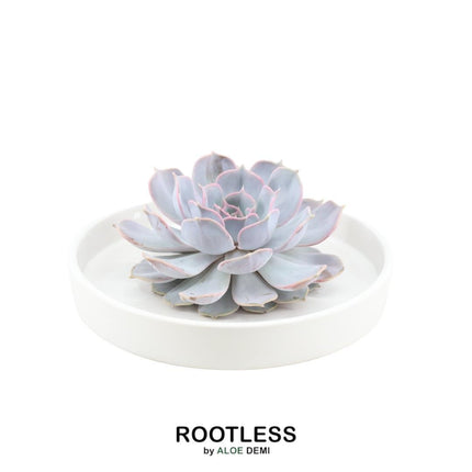 ROOTLESS Succulent Echeveria Lilacina in 'white' bowl - ↕5cm - Ø20cm