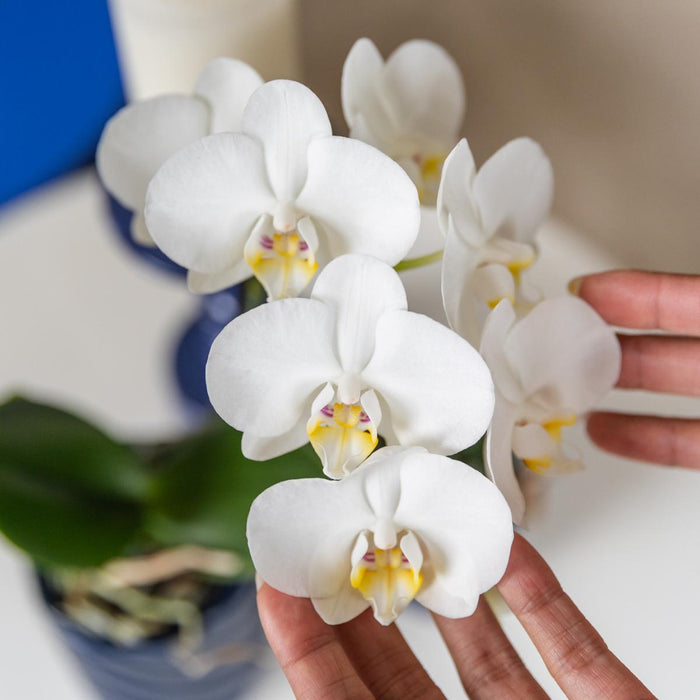 Witte orchidee Amabilis + Candy sierpot blauw - Ø9cm - Bloeiende kamerplant