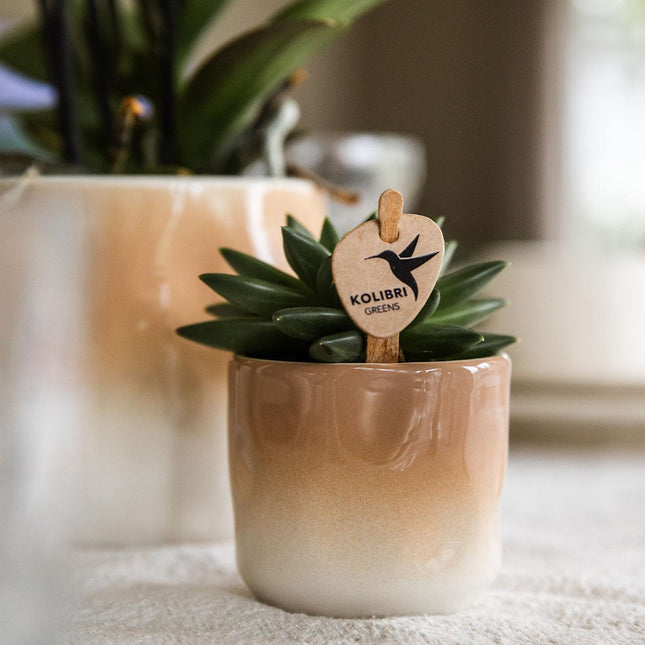 Kolibri Home | Maceta decorativa Gradience - Marrón - Ø6cm