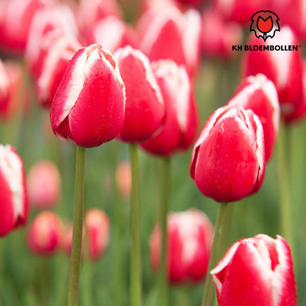 Candy Apple Delight - Tulipanløg - 20 stk. - Blomsterløg