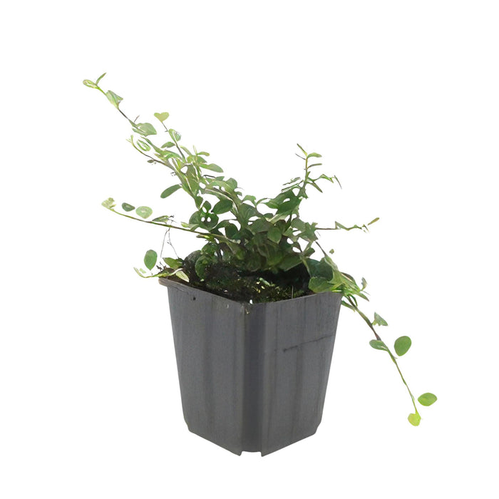 Cotoneaster procumbens 'Streib's Findling' - ↕25cm - Ø9cm  - 20x