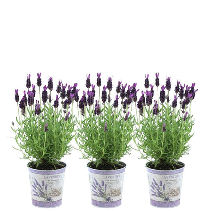 Lavandula stoechas Anouk® in vaso decorativo 'Lavender print' - Ø13cm - Lavanda francese - 3x