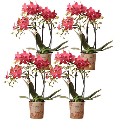 Orchidee Phalaenopsis arancioni - Congo - 4x - Ø9cm - Pianta da interno fiorita