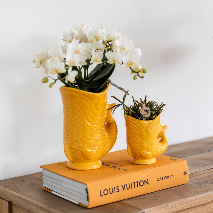 Witte orchidee Nazaré en succulent in Fish sierpot oranje - Set - Ø9cm & Ø6cm - Bloeiende kamerplant