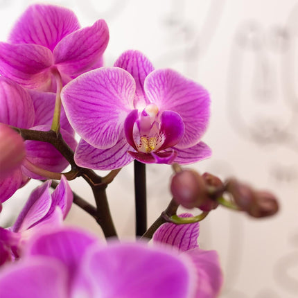 Orquídea Phalaenopsis púrpura/rosa - Mineral Vienna - Ø9cm - Planta de interior con flores