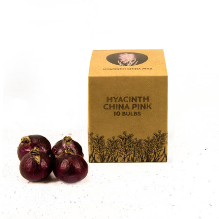Flowerbulbs Amsterdam - China Pink - 10 bulbs - Size 14/15