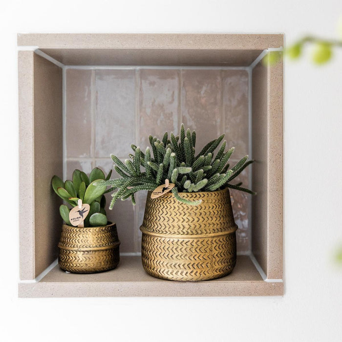 Planten set - met 3 Rhipsalis mix - incl. keramieken sierpotten - Ø9cm - Kolibri Greens