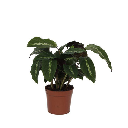 Calathea Maui Queen – ↕40cm – Ø12cm