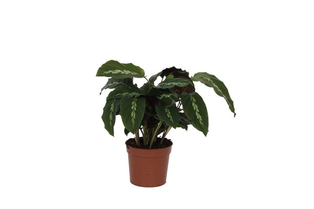 Calathea Maui Queen - ↕35cm - Ø12cm