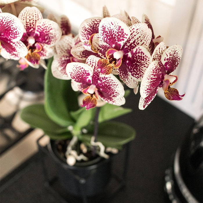 Geel rode phalaenopsis orchidee - Spain - Ø9cm - Bloeiende kamerplant