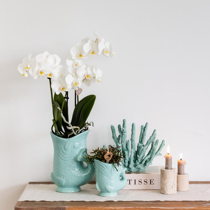 Planten set Fish Turquoise - Set met witte Phalaenopsis orchidee Amabilis Ø9cm en groene plant Succulent Crassula Hobbit Ø6cm - met turquoise keramieken sierpotten