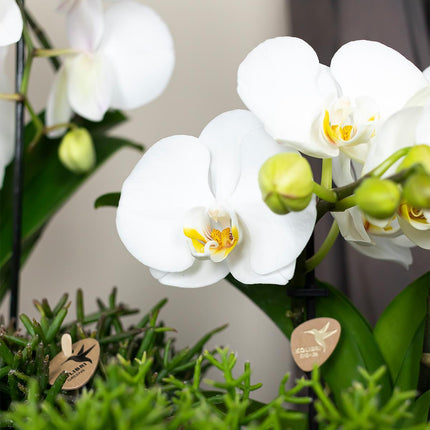 Hvid Phalaenopsis orkidé - Niagara Fall - Ø12cm - Blomstrende stueplante