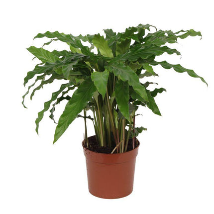 Calathea Blågræs - ↕35cm - Ø12cm