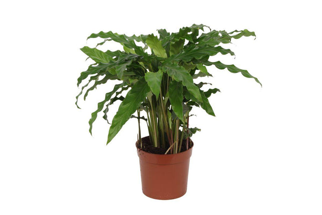 Calathea Bluegrass - ↕35cm - Ø12cm