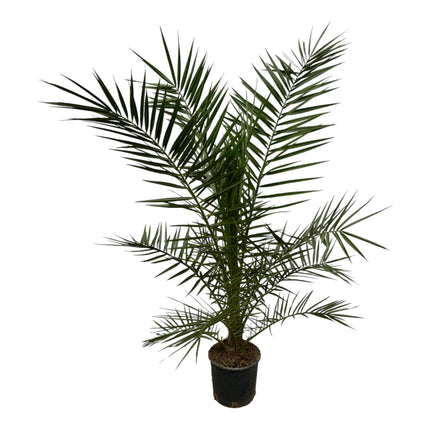 Palmier dattier des Canaries (Phoenix canariensis) - ↕160 cm - Ø22 cm