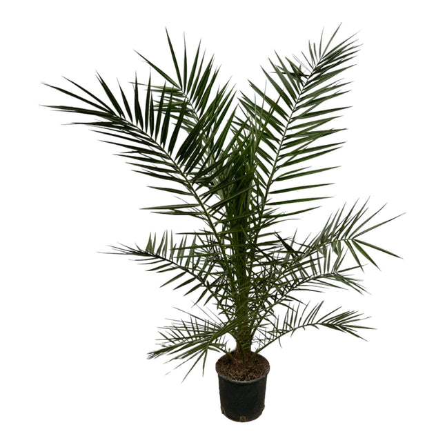 Palmier dattier des Canaries (Phoenix canariensis) - ↕160 cm - Ø22 cm