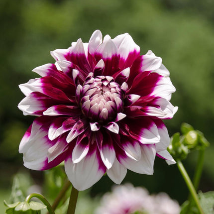 Dahlia Bollen | 24 dahlia mystery day knollen voor 4m², grootbloemige uitstraling