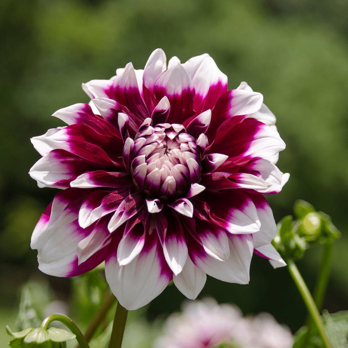 Dahlia Bollen | 24 dahlia mystery day knollen voor 4m², grootbloemige uitstraling