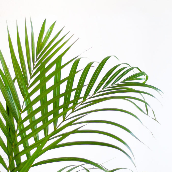 Areca Palm (Dypsis Lutescens) - Goudpalm - met Sofia mand naturel - ↕100cm - Ø21cm