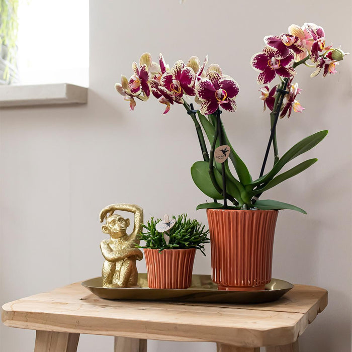 Plantenset Culture Cocktail terracotta small - Groene planten met Phalaenopsis orchidee in Retro terracotta sierpotten en gouden dienblad