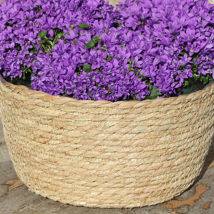 Campanula Addenda Ambella Intense purple - Ciotola in vimini con campanula e sistema di irrigazione - 3 pezzi - Campanula viola - Ø12cm - per interni ed esterni