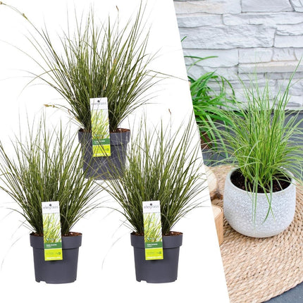 Carex brunnea Variegata - Zegge - ↕25cm - Ø14cm - 3x