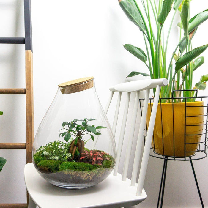 DIY terrarium - Drop XL Bonsai - ↕37cm - Rake + Shovel + Tweezer
