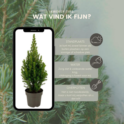 Christmas tree - 2x Picea glauca Perfecta - ↕40cm - Ø15cm - Small Christmas tree