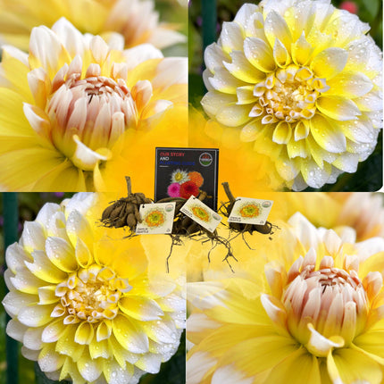 Dahlia Bollen | Dahlia Seattle, Grootbloemige Uitstraling