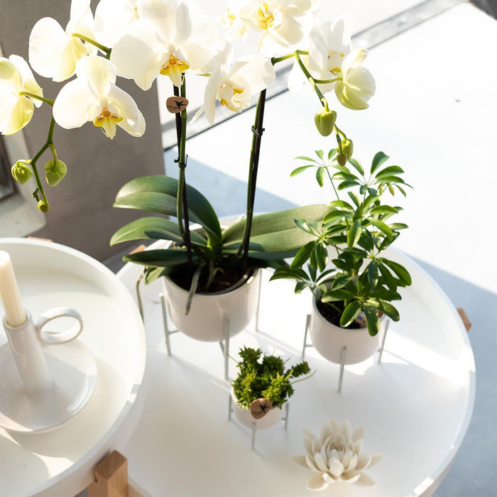 Witte Phalaenopsis orchidee - Dame Blanche - Ø12cm - Bloeiende kamerplant