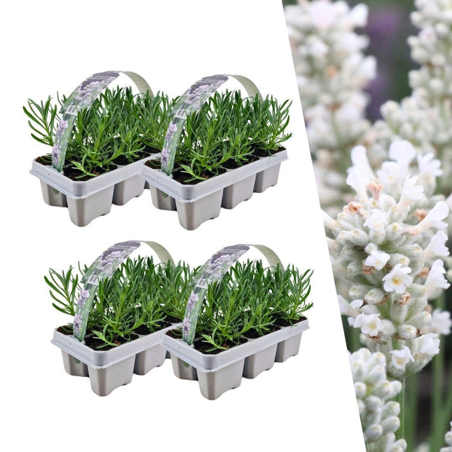 Lavanda Angustifolia blanca - ↕15cm - Ø7cm - Paquete de 4 x 6 - 24x